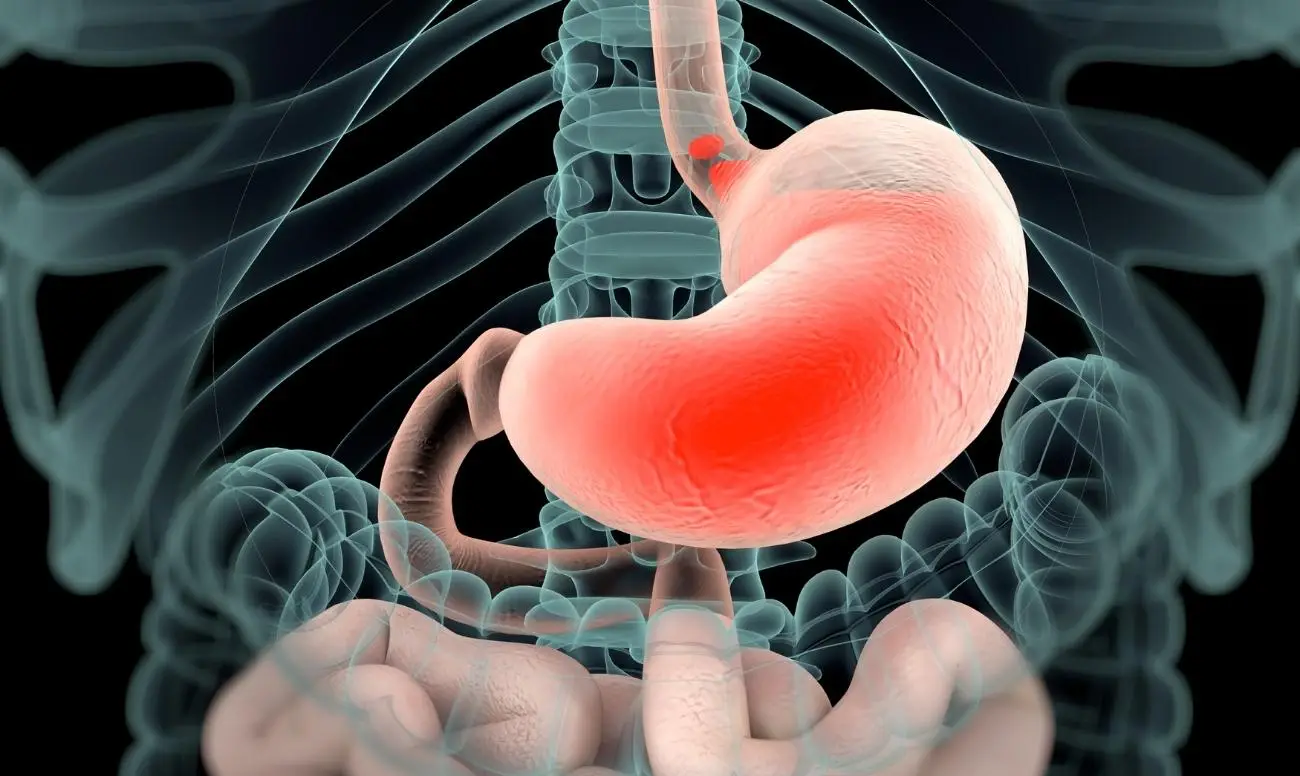 Quando lo stomaco si svuota davvero: tempi utili per digerire bene