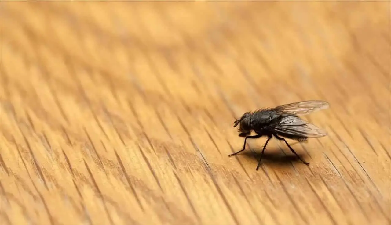Allarme moscerini in cucina: ecco cosa significa davvero