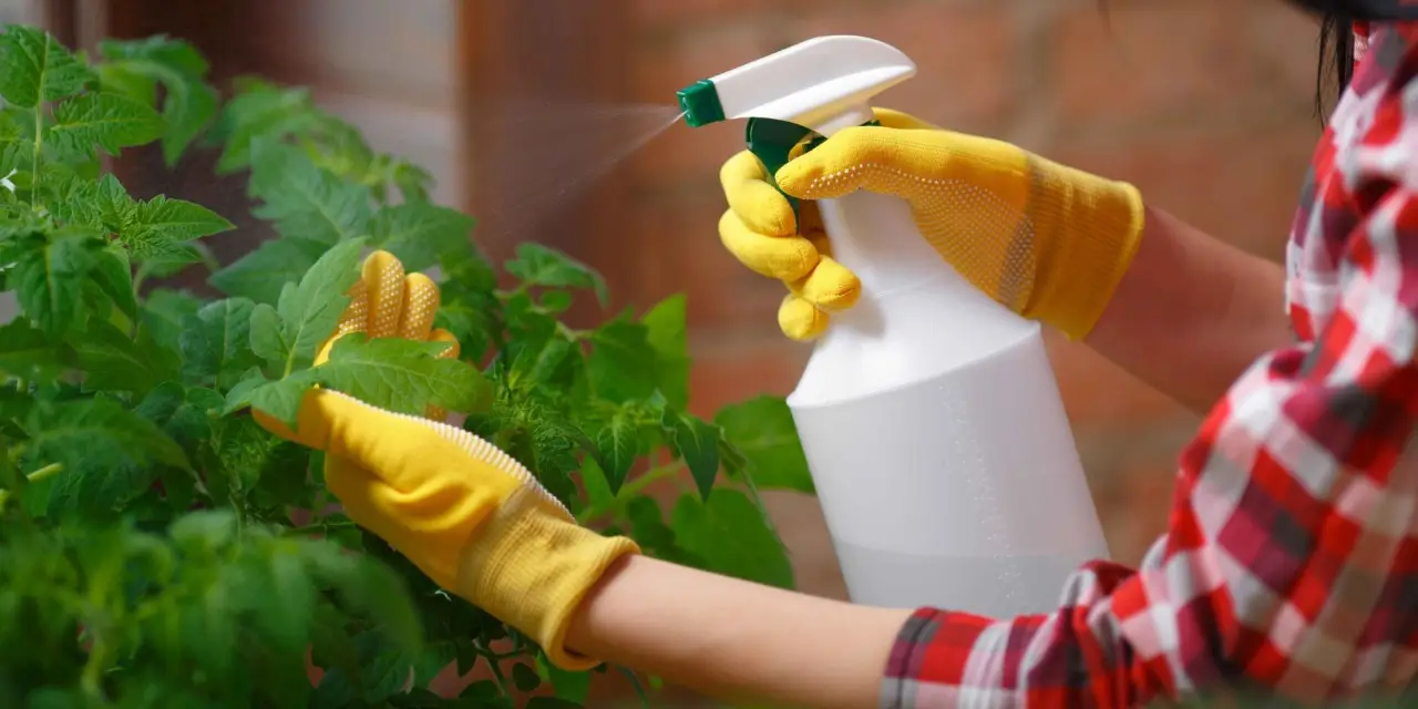 Spruzza questa soluzione facile sulle foglie: azzera i parassiti senza sforzo