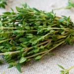 Origano e salute: ecco come sfruttarlo come antibiotico naturale