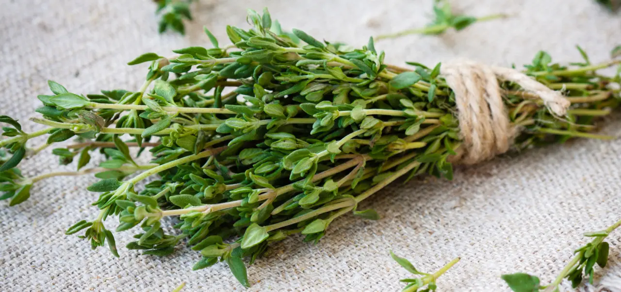 Origano e salute: ecco come sfruttarlo come antibiotico naturale